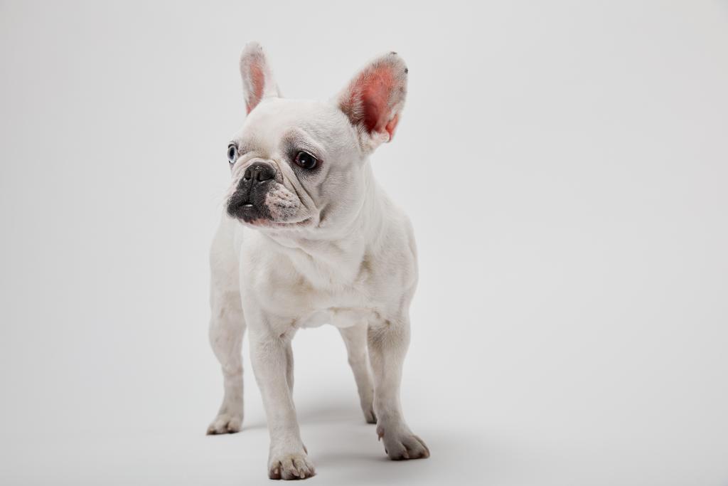 French Bulldog India